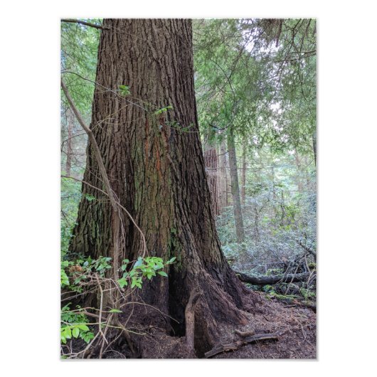 Impression Photo Forêt géante Conifer Tree Nature (Devant)