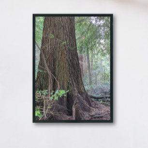 Impression Photo Forêt géante Conifer Tree Nature