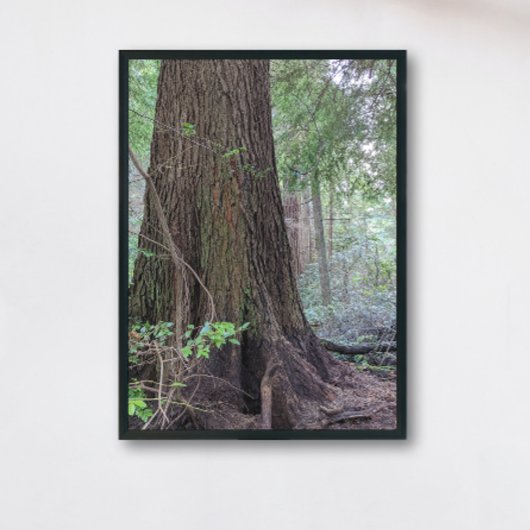 Impression Photo Forêt géante Conifer Tree Nature