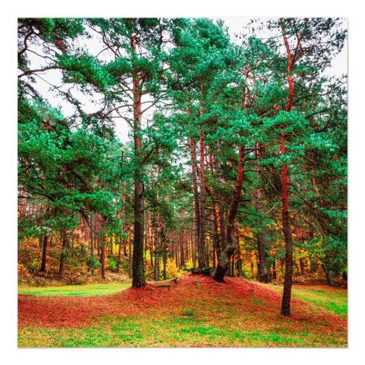 Impression Photo Forêt mixte d'automne (Devant)