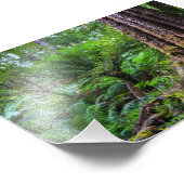 Impression Photo Forêt tropicale au parc national Great Otway Austr (Coin)