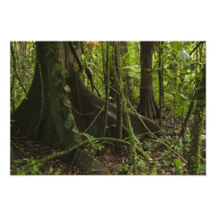 Impression Photo Forêt tropicale, rivière Mapari Nord Rupununi,