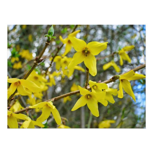 Impression Photo Forsythie au printemps (Devant)
