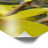 Impression Photo Forsythie au printemps (Coin)