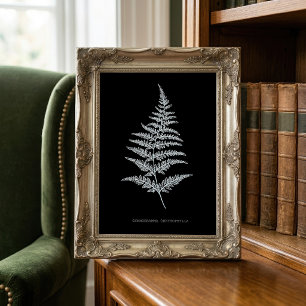Impression Photo Fougère dorée, Gymnogramma Chrysophylla