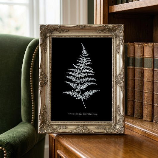 Impression Photo Fougère dorée, Gymnogramma Chrysophylla