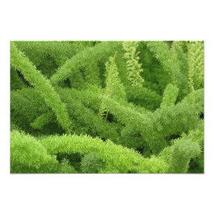 Impression Photo Fougère queue de renard, Asparagus densiflorus mye