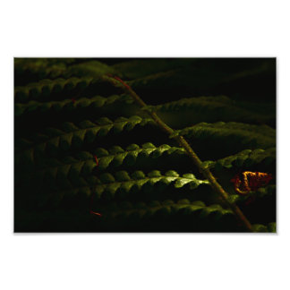 Impression Photo fougères à bois éclairées (6174)