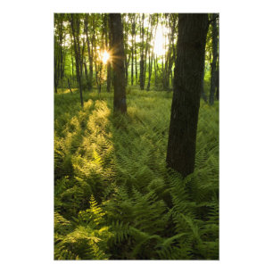 Impression Photo Fougères dans la forêt à Grafton, Massachusetts.