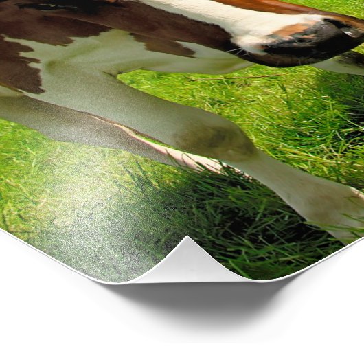 Impression Photo Four chatting cows (Coin)