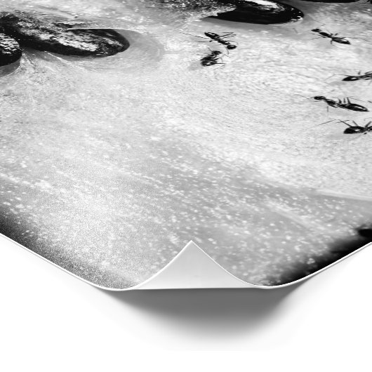 Impression Photo fourmis de surf (Coin)