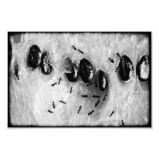 Impression Photo fourmis faisant du surf (Devant)