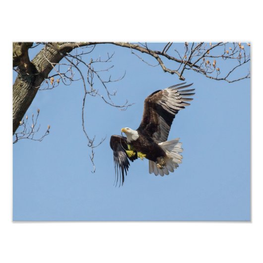 Impression Photo Fournitures de construction d'aigle chauve (Devant)