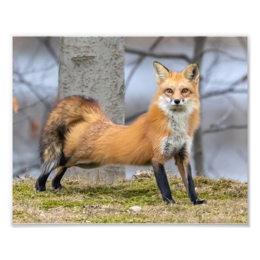 Impression Photo Fox Dans Un Étendu (Devant)
