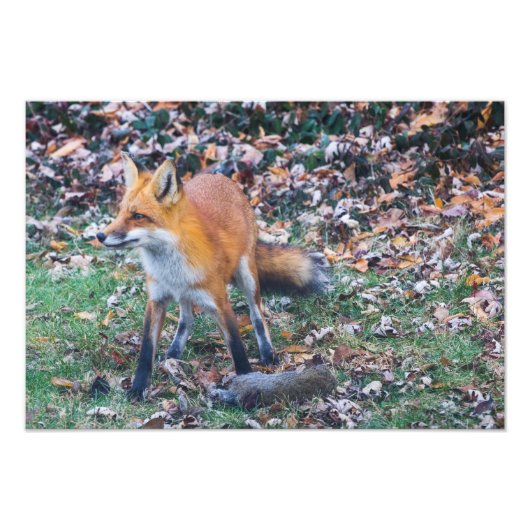 Impression Photo Fox et sa mort (Devant)