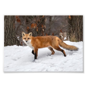 Impression photo Fox sur neige