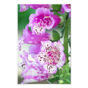 Impression Photo Foxglove violet en pleine floraison