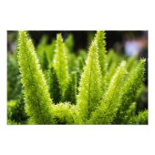 Impression Photo Foxtail Fern (Devant)