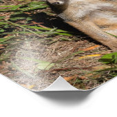 Impression Photo Foxy Baby (Coin)