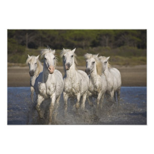 Impression Photo France, Camargue. Les chevaux courent