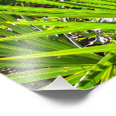 Impression Photo Frances Palmetto scie rétroéclairées (Coin)