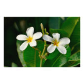 Impression Photo Frangipani blanc (Devant)