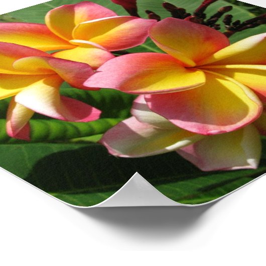 Impression photo Frangipani, papier d'affiche de v (Coin)