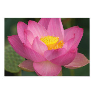 Impression Photo Franklin NC, jardin d'eau de Perry, Lotus 2