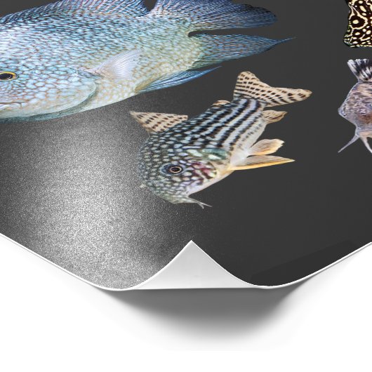 Impression Photo Freshwater Tropical fish (Coin)