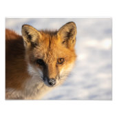Impression photo Frosty Nez Fox (Devant)