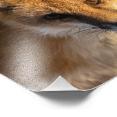 Impression photo Frosty Nez Fox (Coin)