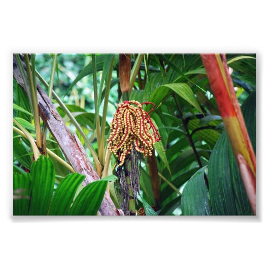 Impression Photo Fruit de palme à Hawaii (Devant)