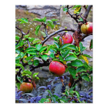 Fruits en Ecosse