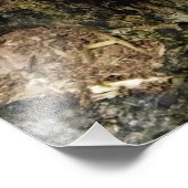 IMPRESSION PHOTO FUNGI (Coin)