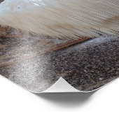 Impression Photo Fungus à dents hérissées (Coin)