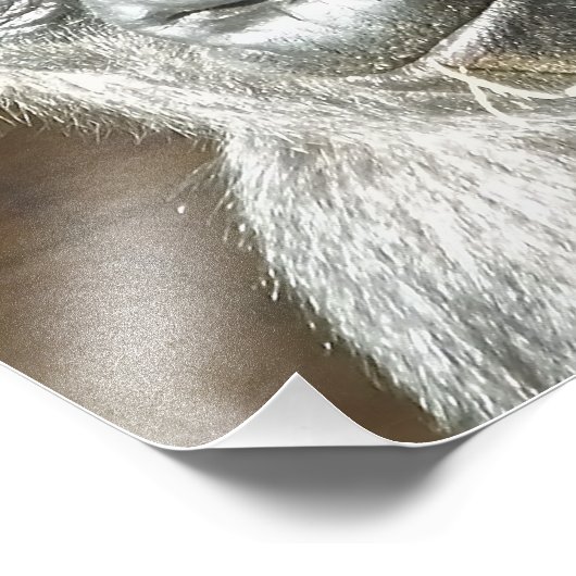 IMPRESSION PHOTO FUNNY GORILLA (Coin)