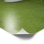 Impression Photo Galapagos Passion Fleur Passiflora foetida (Coin)