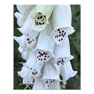 Impression Photo Gant de Renard Blanc aux Taches Roses Floral