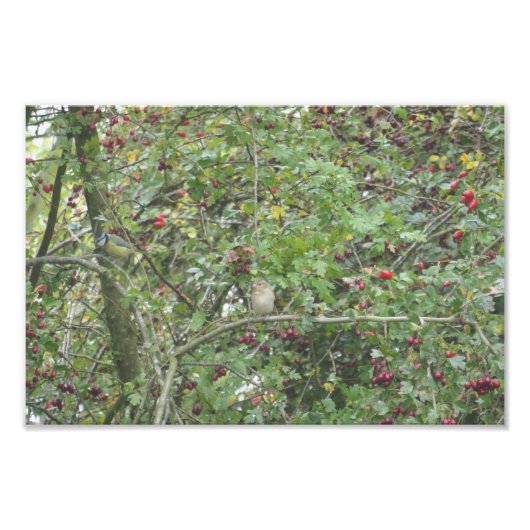 Impression Photo Garden Warbler and Blue Tit (Devant)