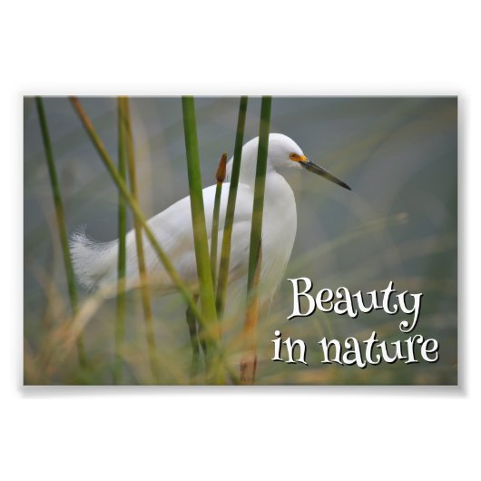 Impression Photo Garza blanca (Devant)