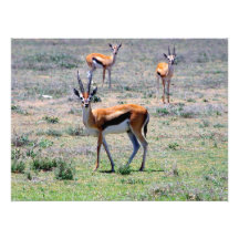 Gazelles dans les plaines