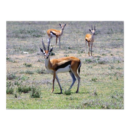 Impression Photo Gazelles dans les plaines (Devant)