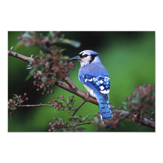 Impression Photo Geai bleu, Cyaoncitta cristata (Devant)