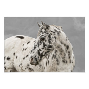 Impression Photo Gélange d'appaloosa étourdissante