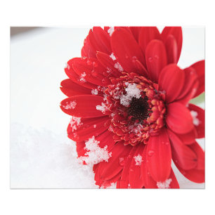 Impression Photo Gerbera