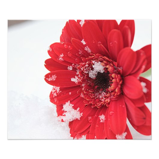 Impression Photo Gerbera (Devant)
