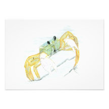 Ghost Crab 