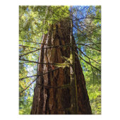 Impression Photo Giant Douglas Fir Tree (Devant)