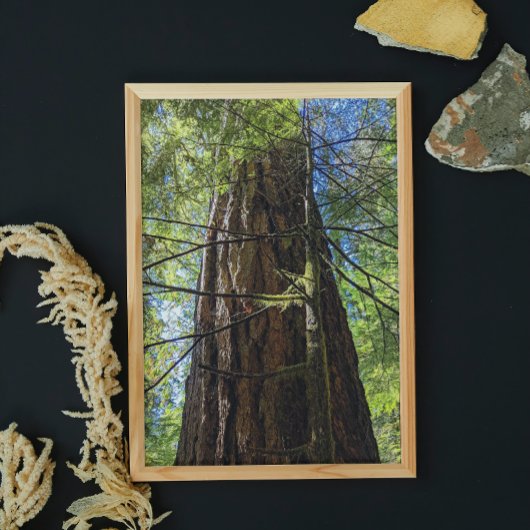 Impression Photo Giant Douglas Fir Tree