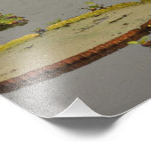 Impression Photo Giant ou Victoria Lilies Victoria amazonica, (Coin)